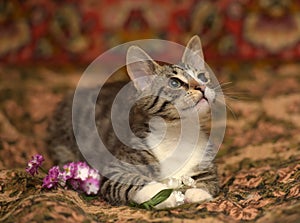 Striped playful kitten  on the couch