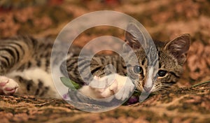 Striped playful kitten  on the couch