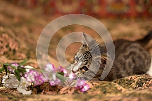 Striped playful kitten  on the couch