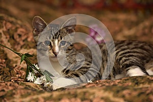 Striped playful kitten  on the couch