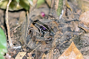 Striped Poison Dart Frog - Costa Rica Wildlife. Seen at Gandoca Manzanillo National Wildlife Refuge