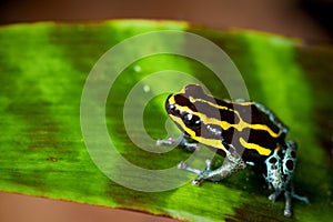 Striped poison dart frog yellow and black