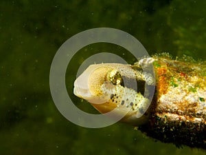 Striped poison-fang blenny mimic