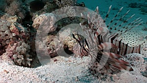 Striped poisonous fish Common lionfish Pterois volitans on bottom of Red sea.