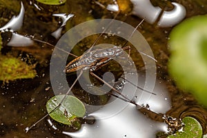 Striped Pond Skater Insect