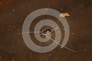 Striped Pond Skater Nymph