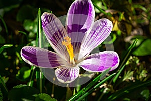 Striped purple crocus King of Stripes in early spring garden. Close-up flower on blurred dark background
