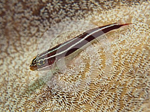 Striped Pygmy Goby - Eviota sebreei