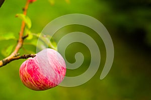 Striped red apple on a tree