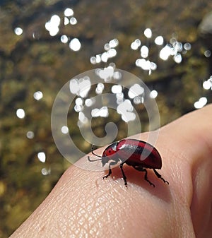 Striped red and black beetle on a hand