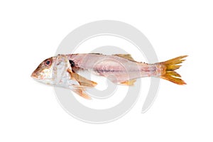 Striped red mullet filleted, isolated on white photo