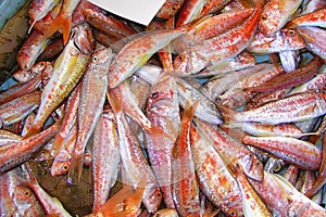 Striped Red Mullet, Recently Fished, Fish Market, Spain photo