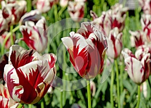 Striped Rembrandt tulips