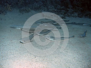 Striped Remoras Echeneis naucrates in the Red Sea