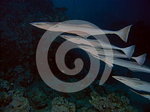 Striped Remoras Echeneis naucrates in the Red Sea