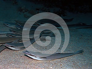 Striped Remoras Echeneis naucrates in the Red Sea