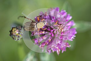 Striped scarab beetle feeeding on a red clover flower