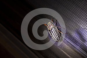 Striped Scarab June Bug landing on a window screen during the evening