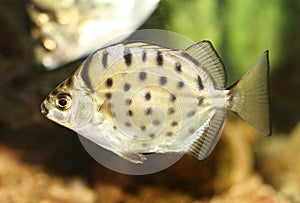 Striped Scat fish.