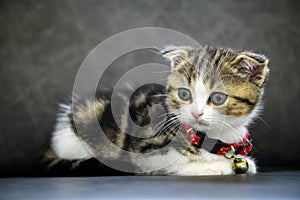 Striped Scottish Fold kitten Sitting on a dark gray sofa and looking to the side, full front view, a cute little cat, a beautiful