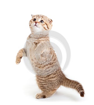 Striped Scottish kitten fold dancing isolated