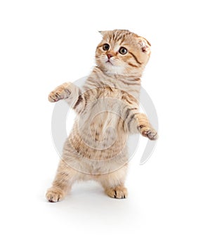 Striped Scottish kitten fold dancing isolated