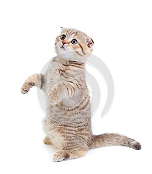 Striped Scottish kitten fold standing isolated