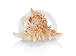 Striped sea shell isolated on a white background with shadow reflection, clipping path, vector path. Seashell on white backdrop