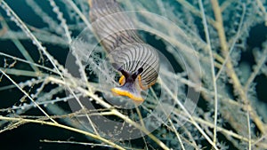 Striped sea slug