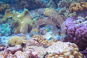 Striped sergeantfish in coral reef underwater photo. Tropical fish in natural environment. Coral fish undersea