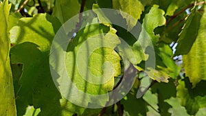 Striped shadows on lush green foliage of grape vine in summertime. Natural leaf textures. Fresh green leaves on vineyard.