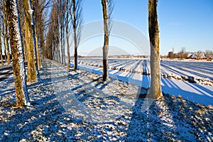 Striped shadows from trees