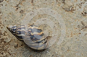 Striped Shell OF A Snail