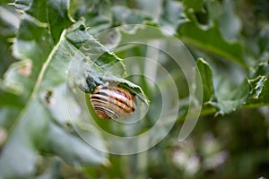 A striped-shell snail on a jagged-edge leaf - shallow depth of field - blurred green background