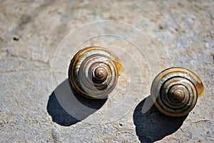 Striped shells of Theba pisana white garden snail, sand hill snail, white Italian snail, grape snail photo