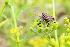 Striped shield bug eating umbelliferous plants photo