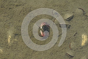 Striped shore crab / lined shore crab