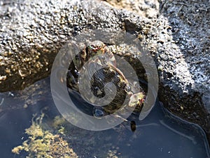 Striped shore crab moves between tidal pools 2