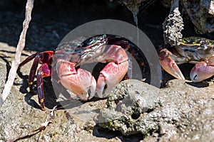 Striped shore crabs peeking out from den, Pachygrapsus crassipes