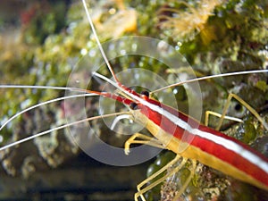 striped shrimp