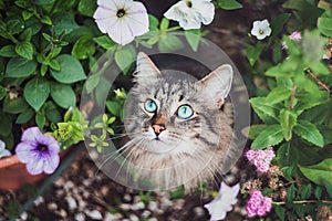 Striped Siberian cat in violets and greenery. Walking with pets in nature