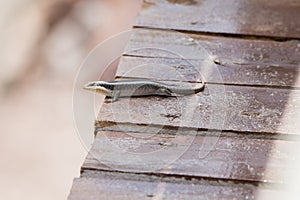 Striped Skink Trachylepis striata in Tanzania