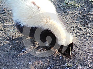 Striped skunk