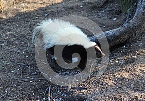 Striped skunk