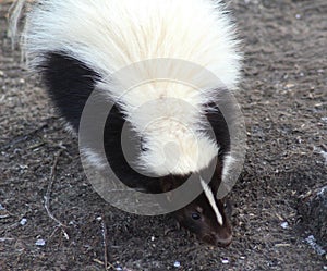 Striped skunk