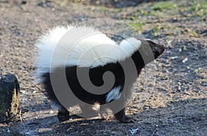 Striped skunk