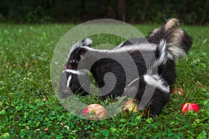 Striped Skunk Doe Mephitis mephitis Grabs at Kit in Apple Strewn Grass Summer