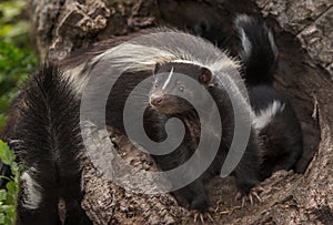 Striped Skunk Doe Mephitis mephitis in Log with Kits