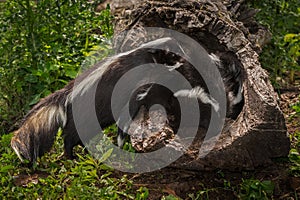 Striped Skunk Doe Mephitis mephitis Places Kit in Log