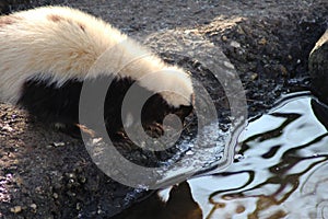 Striped skunk drinking